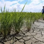 cuaca panas melampau