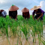 Pesawah tidak dapat tanam padi